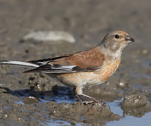 Common Linnet 
&copy; Jean-Marie Poncelet