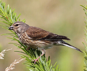 Common Linnet 
&copy; Jean-Marie Poncelet