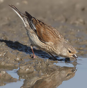 Common Linnet 
&copy; Jean-Marie Poncelet