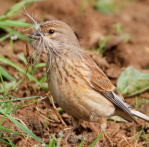 Common Linnet 
&copy; Jean-Marie Poncelet