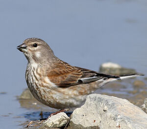 Common Linnet 
&copy; Jean-Marie Poncelet