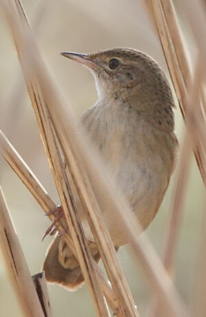 Common Grasshopper Warbler 
&copy; Jean-Marie Poncelet