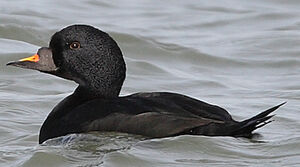 Common Scoter