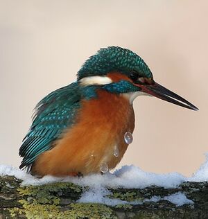 Martin-pêcheur d'Europe