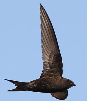 Common Swift 
&copy; Jean-Marie Poncelet