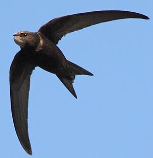 Common Swift 
&copy; Jean-Marie Poncelet