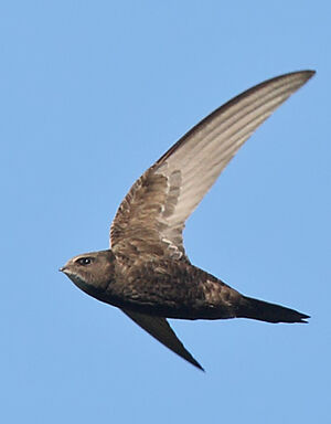 Common Swift 
&copy; Jean-Marie Poncelet