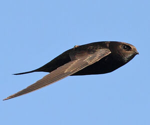 Common Swift 
&copy; Jean-Marie Poncelet