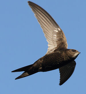 Common Swift 
&copy; Jean-Marie Poncelet