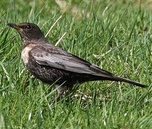 Ring Ouzel 
&copy; Jean-Marie Poncelet