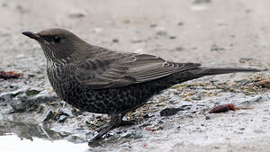 Ring Ouzel 
&copy; Jean-Marie Poncelet
