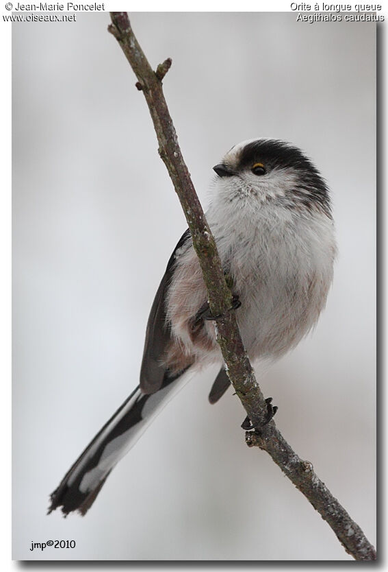 Mésange à longue queue - Aegithalos caudatus
