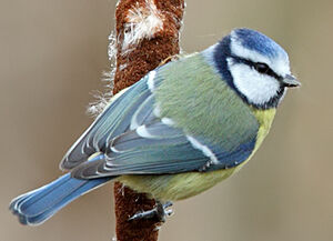 Eurasian Blue Tit