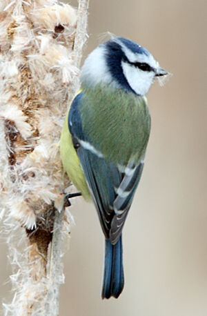 Eurasian Blue Tit