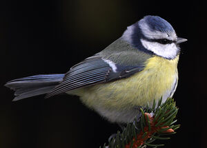 Eurasian Blue Tit