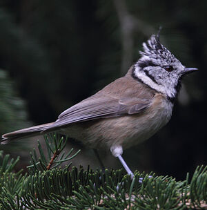 European Crested Tit