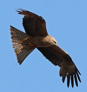 Black Kite 
&copy; Jean-Marie Poncelet