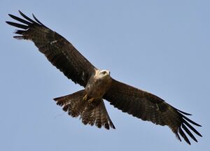 Black Kite 
&copy; Jean-Marie Poncelet