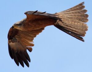 Black Kite 
&copy; Jean-Marie Poncelet