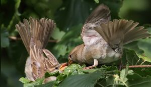 House Sparrow 
&copy; Jean-Marie Poncelet