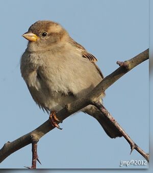 House Sparrow 
&copy; Jean-Marie Poncelet