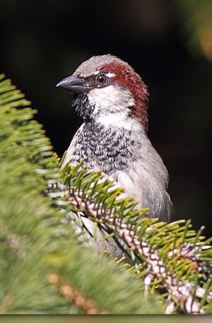 House Sparrow 
&copy; Jean-Marie Poncelet