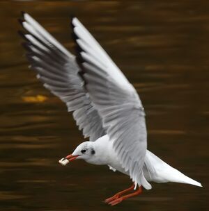 Mouette rieuse 
&copy; Jean-Marie Poncelet