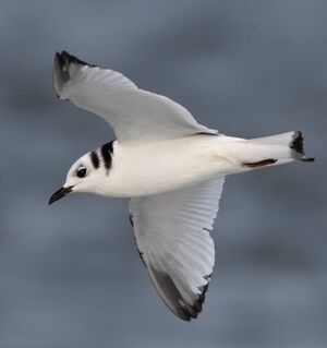 Mouette tridactyle 
&copy; Jean-Marie Poncelet
