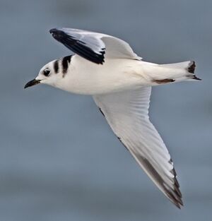 Mouette tridactyle 
&copy; Jean-Marie Poncelet
