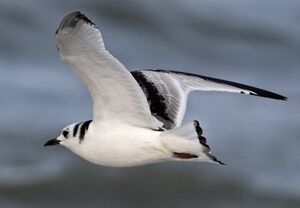 Mouette tridactyle 
&copy; Jean-Marie Poncelet