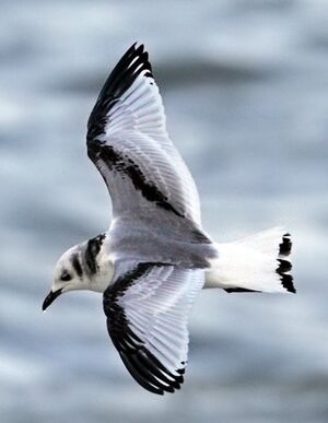 Mouette tridactyle 
&copy; Jean-Marie Poncelet