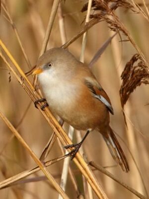 Bearded Reedling 
&copy; Jean-Marie Poncelet