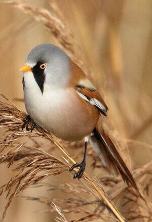 Bearded Reedling 
&copy; Jean-Marie Poncelet