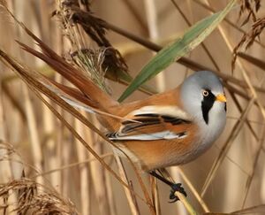 Bearded Reedling 
&copy; Jean-Marie Poncelet