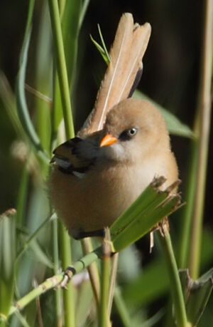 Bearded Reedling 
&copy; Jean-Marie Poncelet