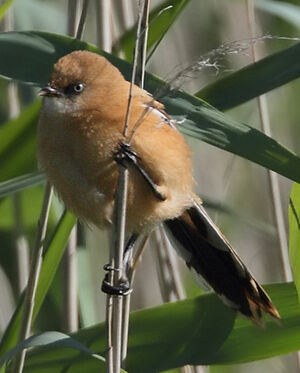 Bearded Reedling 
&copy; Jean-Marie Poncelet