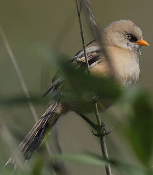 Bearded Reedling 
&copy; Jean-Marie Poncelet