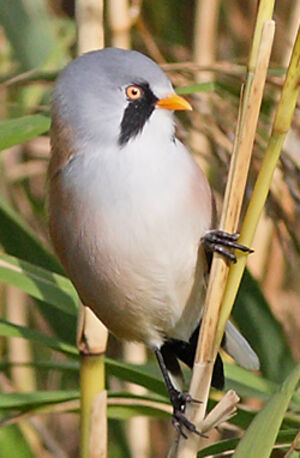Bearded Reedling 
&copy; Jean-Marie Poncelet