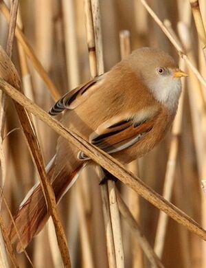 Bearded Reedling 
&copy; Jean-Marie Poncelet