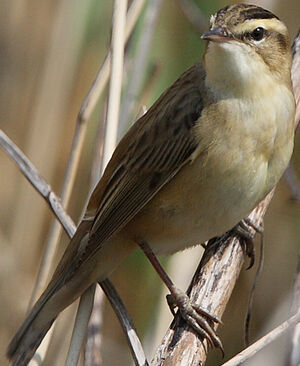 Sedge Warbler