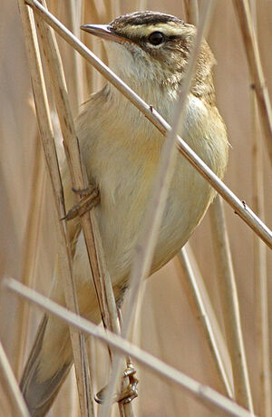 Sedge Warbler