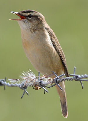 Sedge Warbler