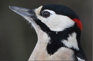 Great Spotted Woodpecker 
&copy; Jean-Marie Poncelet