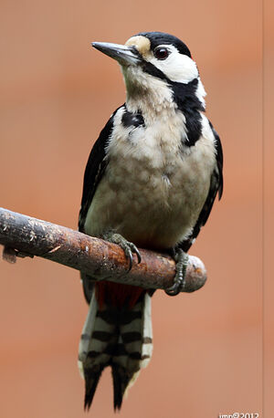 Great Spotted Woodpecker 
&copy; Jean-Marie Poncelet