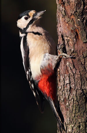 Great Spotted Woodpecker 
&copy; Jean-Marie Poncelet