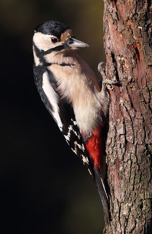 Great Spotted Woodpecker 
&copy; Jean-Marie Poncelet