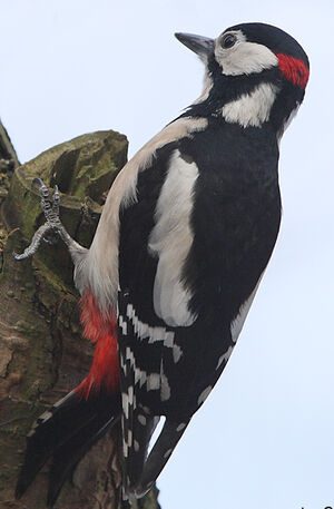 Great Spotted Woodpecker 
&copy; Jean-Marie Poncelet