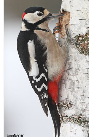 Great Spotted Woodpecker 
&copy; Jean-Marie Poncelet