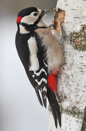 Great Spotted Woodpecker 
&copy; Jean-Marie Poncelet