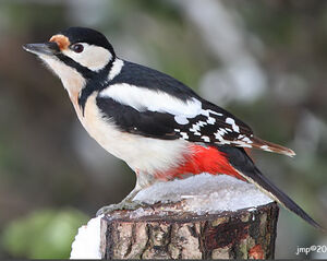 Great Spotted Woodpecker 
&copy; Jean-Marie Poncelet
